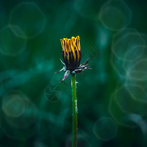 黄花植物图片