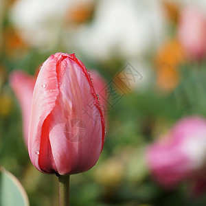 春时花园的红色郁金香图片