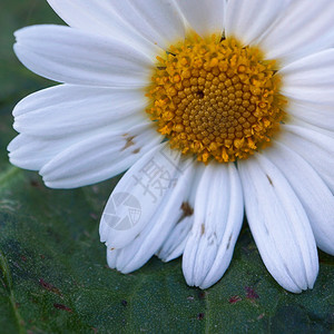 夏季的白菊花植物背景图片