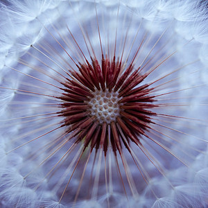 自然界下秋天的抽象dandelion种子背景图片