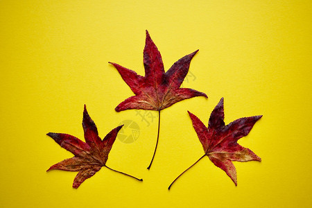 黄色背景的红树叶装饰秋色图片