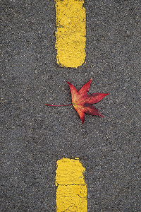 红色叶有自然界的秋色季叶背景图片