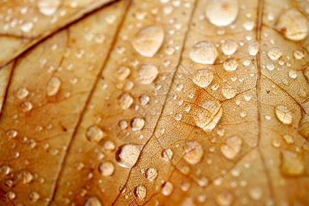 秋季棕叶上的雨滴自然中秋色图片