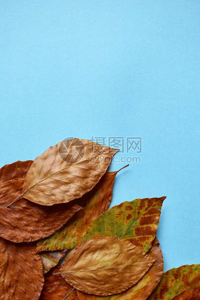 蓝色背景上含秋季颜色的棕叶图片