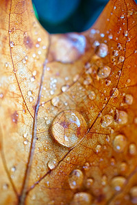 秋季棕叶上的雨滴自然秋色图片