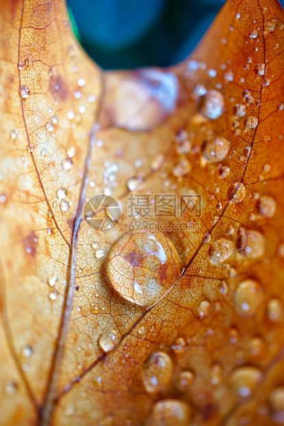 秋季棕叶上的雨滴自然秋色图片