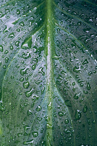 在冬季雨的绿植物叶上的雨滴图片