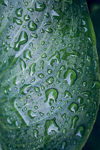 在冬季雨的绿植物叶上的雨滴图片