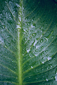 在冬季雨的绿植物叶上的雨滴图片