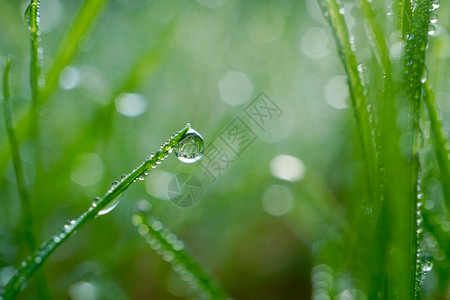 在雨天绿色和明亮的本底在绿草上撒下雨水背景图片