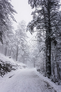 西班牙毕尔巴鄂Bilbao冬季山上雪图片