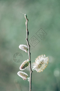 春季绿植物芽图片