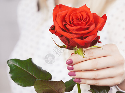 浪漫情人节礼物和概念手握红色浪漫玫瑰的妇女手抱红色浪漫玫瑰的妇女手抱红色浪漫玫瑰的妇女手抱红色浪漫玫瑰背景图片