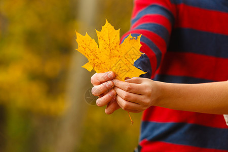 自然户外风景秋天的概念青年持有叶子人类展示黄色的木叶青年持有子图片