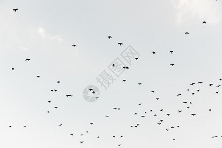 一大群鸟在蓝色背景下飞翔蓝色背景的大群鸟图片
