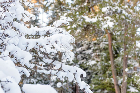 森林大雪树枝上下雪大天然树冬季天上下雪Coppy空间树枝上下大雪背景