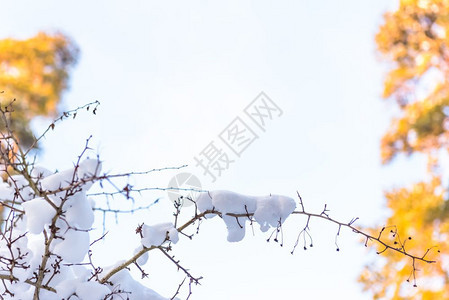 树枝上下雪大天然树冬季天上下雪Coppy空间树枝上下大雪图片