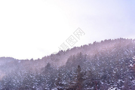 树枝上下雪大天然树冬季天上下雪Coppy空间树枝上下大雪图片