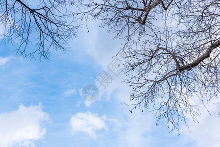 使用清洁和蓝色的天空没有旧大平板树其横枝落在天空中复制编辑空间使用干净和蓝色的天空没有旧大平板树图片