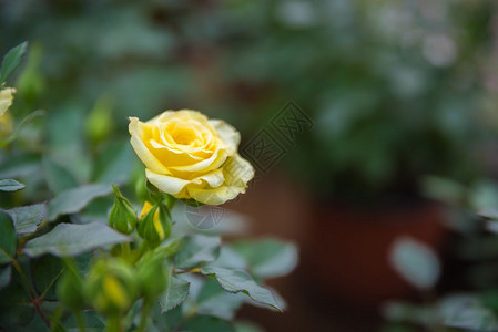 黄单小玫瑰花朵的顶端视图黄色单小玫瑰花朵的顶端视图图片