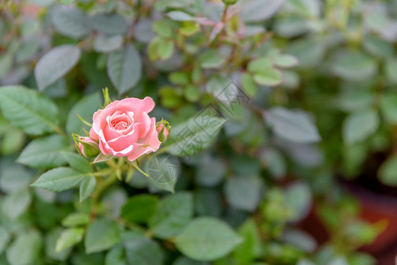 粉红色单小玫瑰花的顶端视图图片