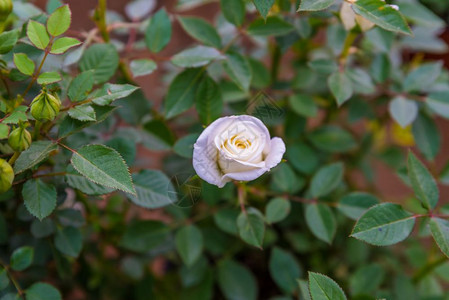 白色一朵小玫瑰花在自然园中开的顶端视图白色一朵小玫瑰花开的顶端视图图片
