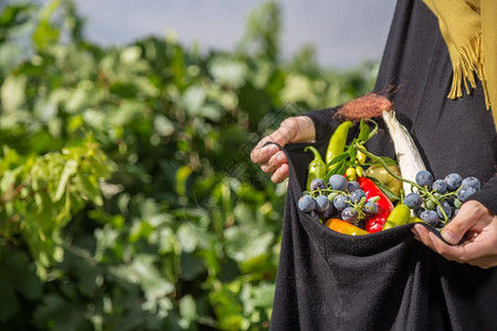 女人在葡萄园里采摘蔬菜水果图片