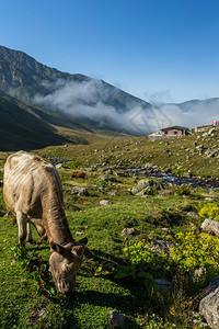 棕牛在山地牧场上棕牛在夏天山地牧场上牛在山地村庄新鲜绿草上牛在夏天山地牧场上图片