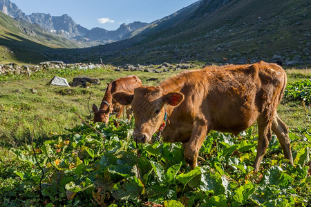 棕牛在山地牧场上棕牛在夏天山地村庄新鲜绿草上棕牛在夏天山地牧场上图片