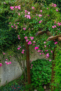 在一座城市花园中攀爬的玫瑰树丛图片