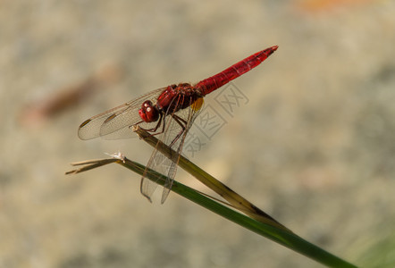 蜻蜓目libellule伊瑟尔法国背景图片
