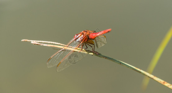 蜻蜓目libellule伊瑟尔法国背景图片