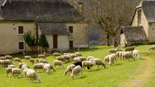 草地的牧羊群背景谷仓法国比利牛斯图片