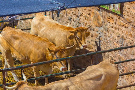 牛在马棚里图片