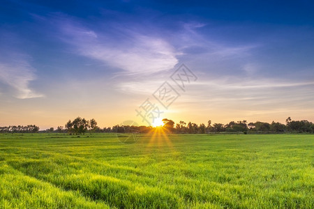 黄色稻田日落时美丽的绿稻田背景
