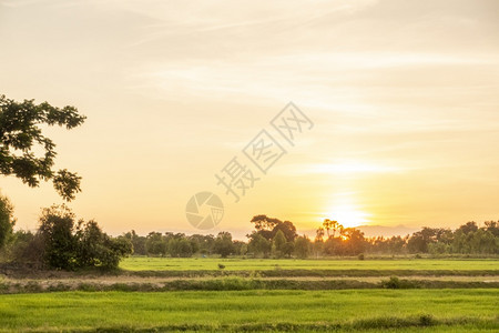 日落时美丽的绿稻田图片