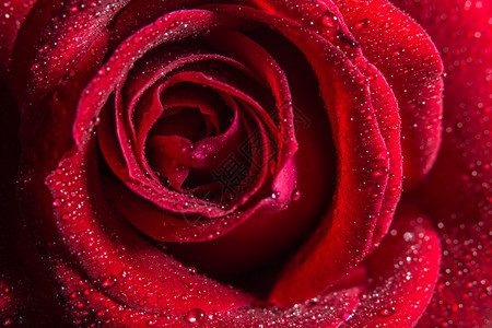 背景宏观水滴落于玫瑰上背景图片