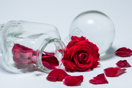 红玫瑰的背景爱情人节背景图片