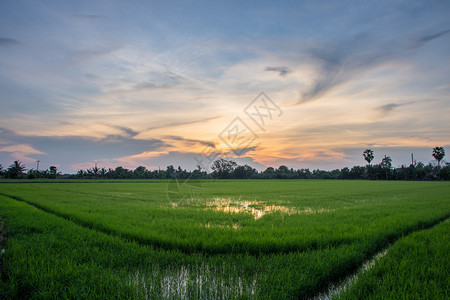 有太阳天空的稻田图片