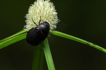 植物甲虫图片