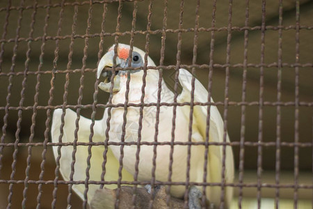 动物园中的鹦鹉背景图片