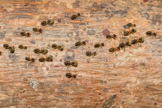 蚂蚁正在把食物运回巢穴图片