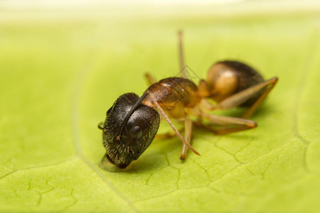大型褐蚂蚁图片