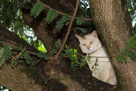 树上的猫图片