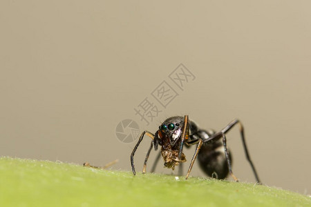 蜘蛛跳向巨型蚂蚁图片