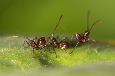 宏Ant棕色图片