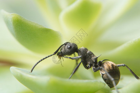 关闭叶子上黑蚂蚁的照片绿高清图片素材