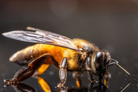 大型蜜蜂黑色背景背景图片