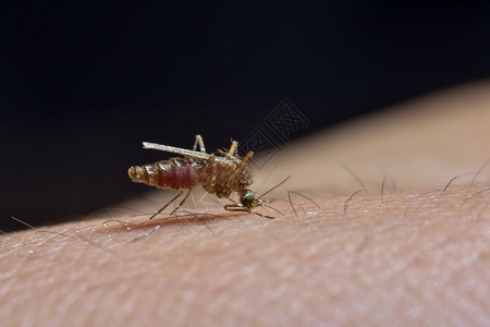 蚊子咬人的皮肤背景图片