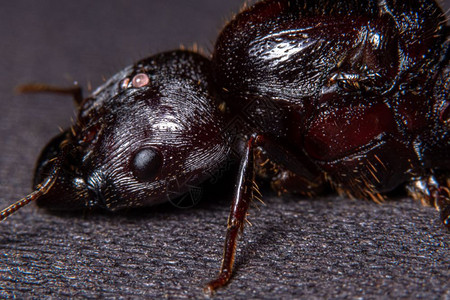 红棕蚂蚁黑色背景图片